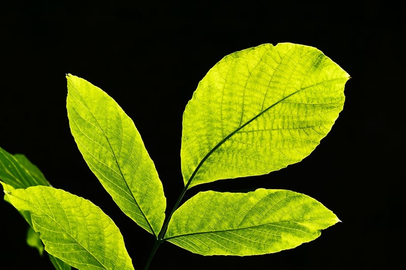 Mindfulness Nature